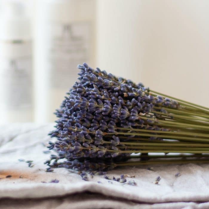 lavender. relax aromatherapy