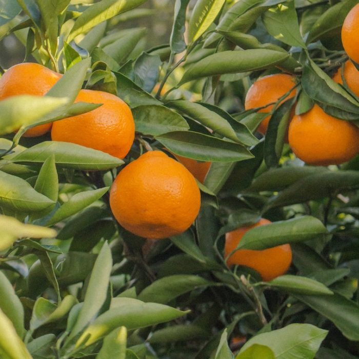 orange. wellbeing aromatherapy