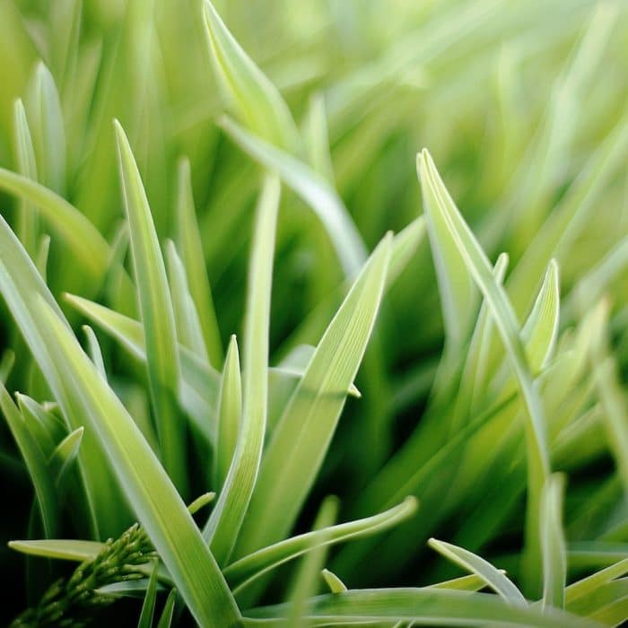 sweetgrass. relax aromatherapy