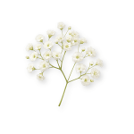 Baby's Breath