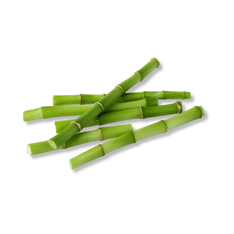 Bamboo