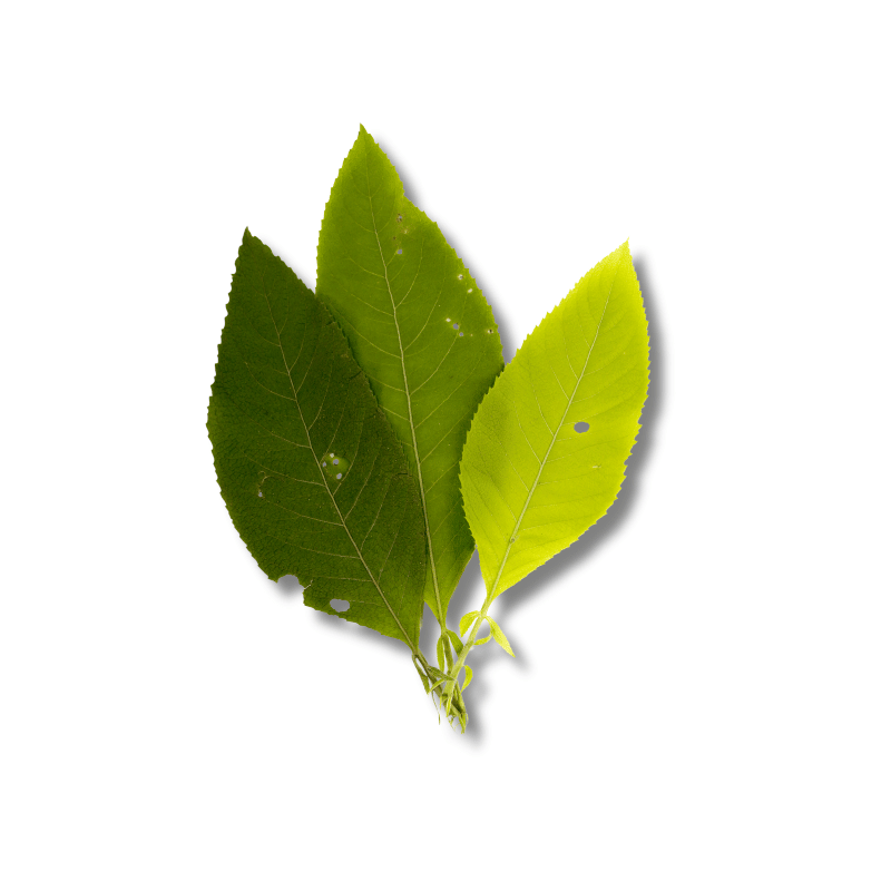 Camphor