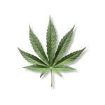 Cannabis Flower
