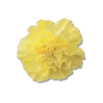 Carnation