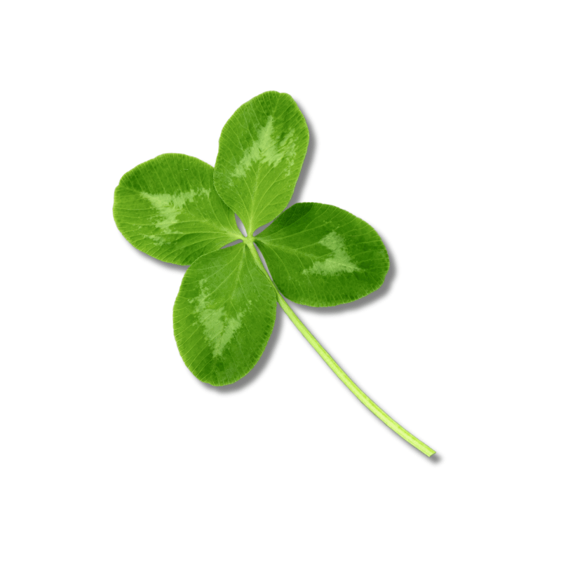 Clover