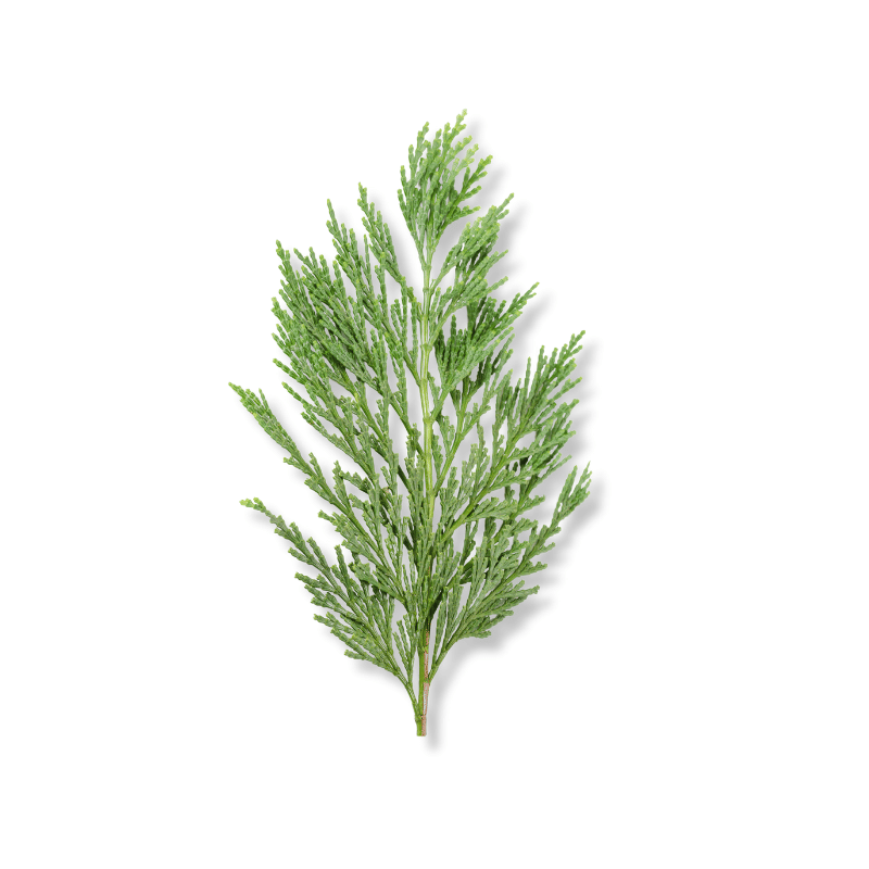 Cypress