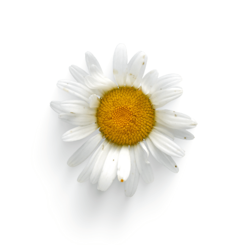 Daisy