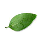 Dew