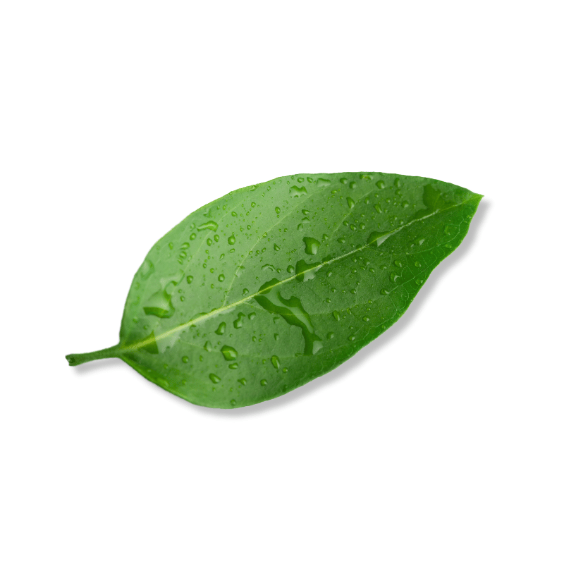 Dew