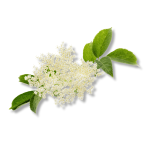 Elderflower