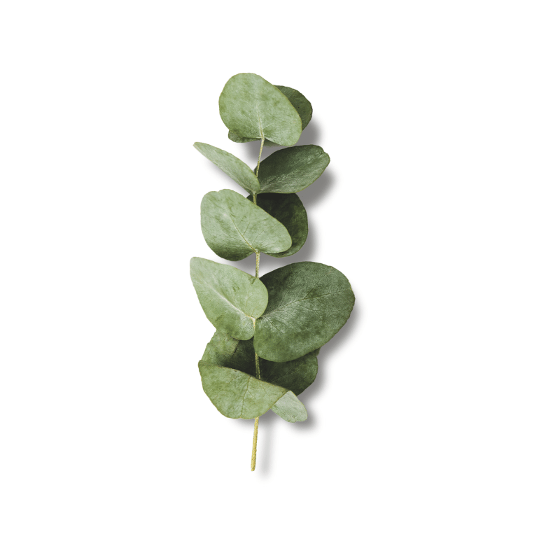 Eucalyptus