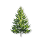 Fir