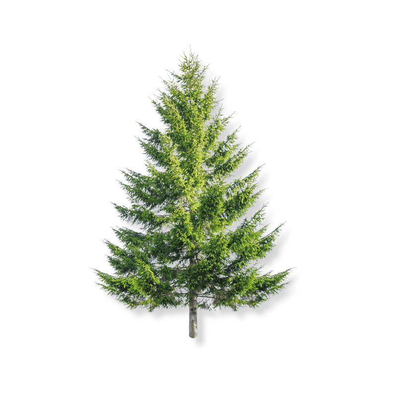 Fir