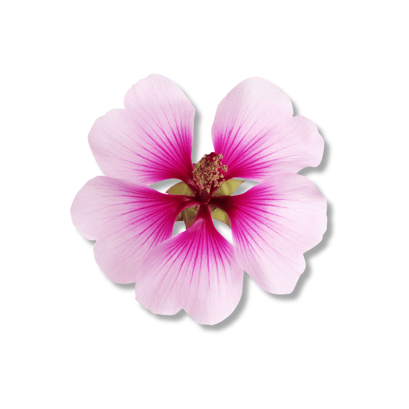 Geranium