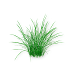 Bermuda Grass