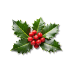Holly