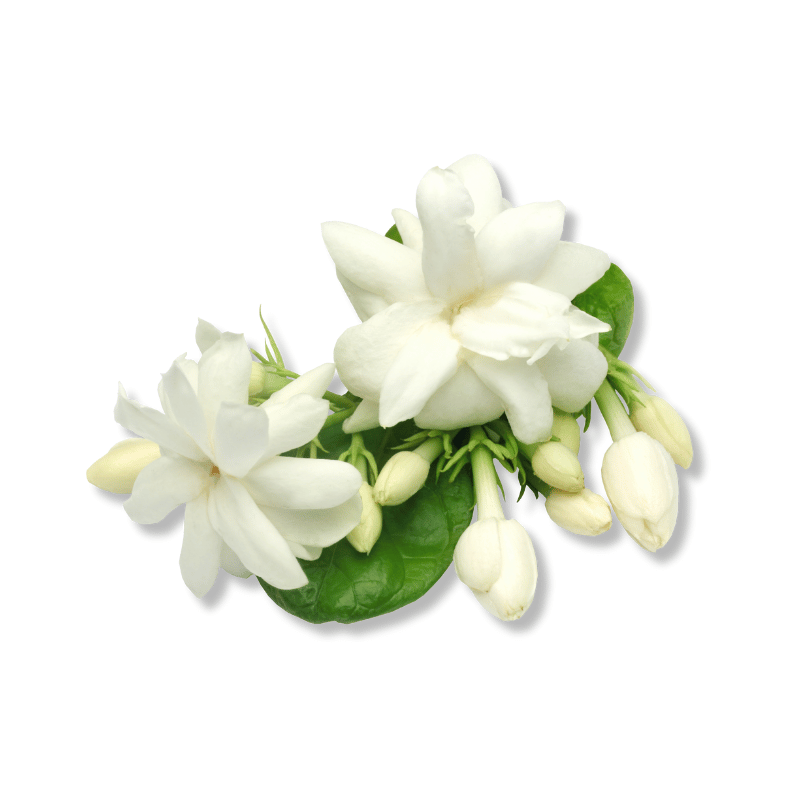 Jasmine