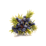 Juniper