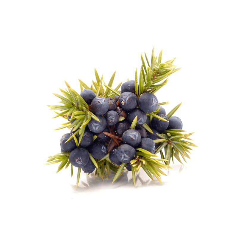 Juniper