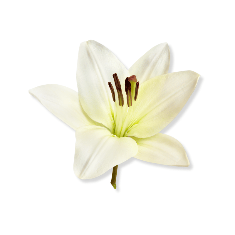Lily