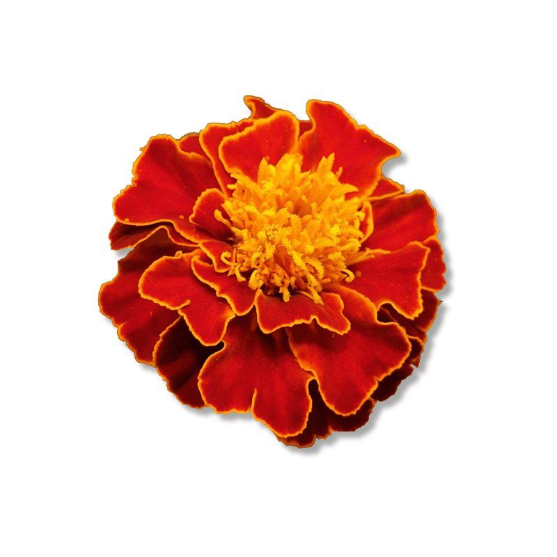 Marigold