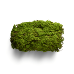 Moss