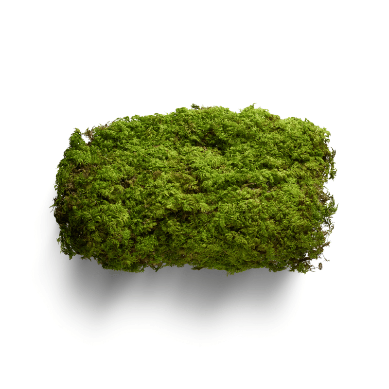 Moss