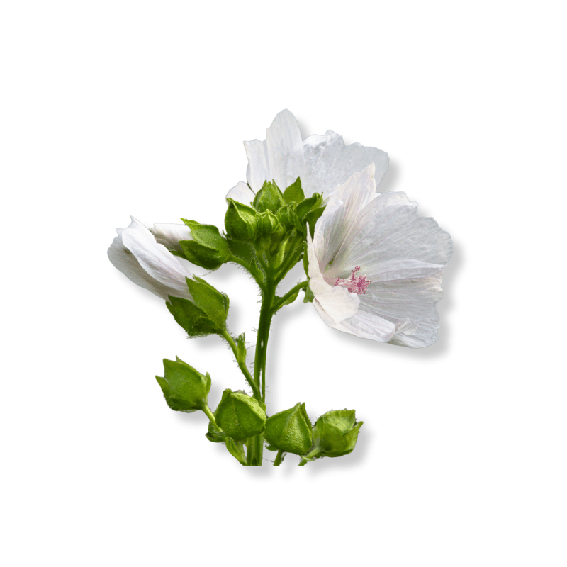 Musk