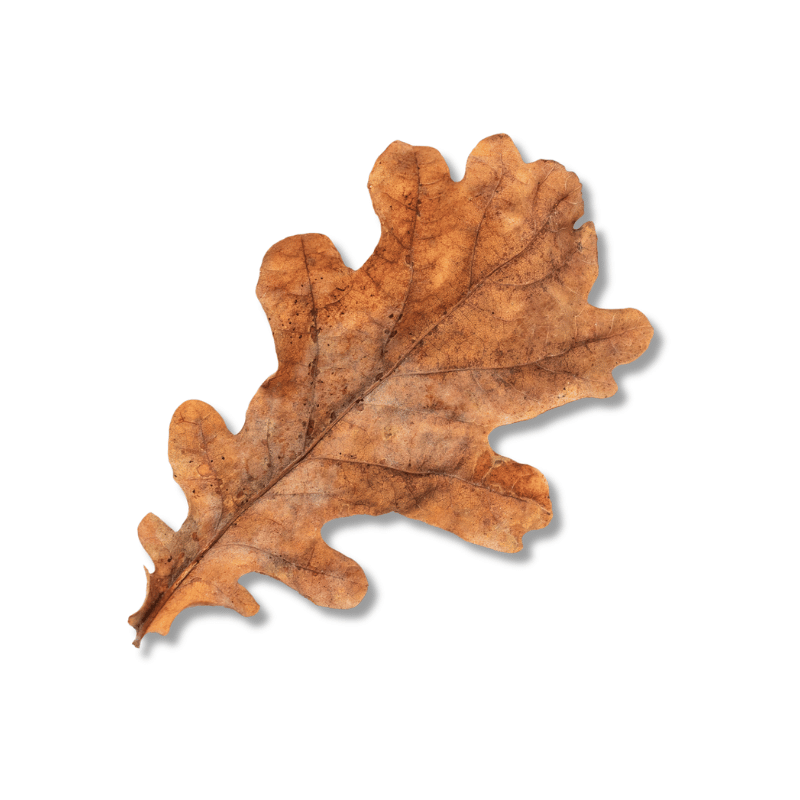 Oak