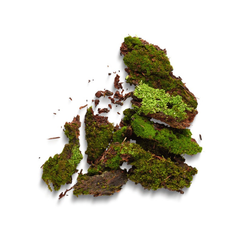 Oakmoss
