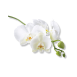 Orchid