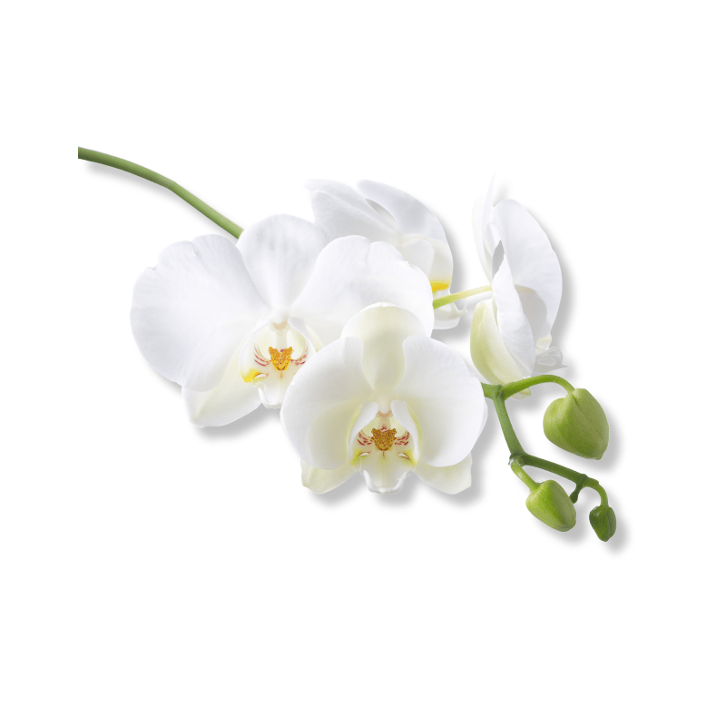 Orchid