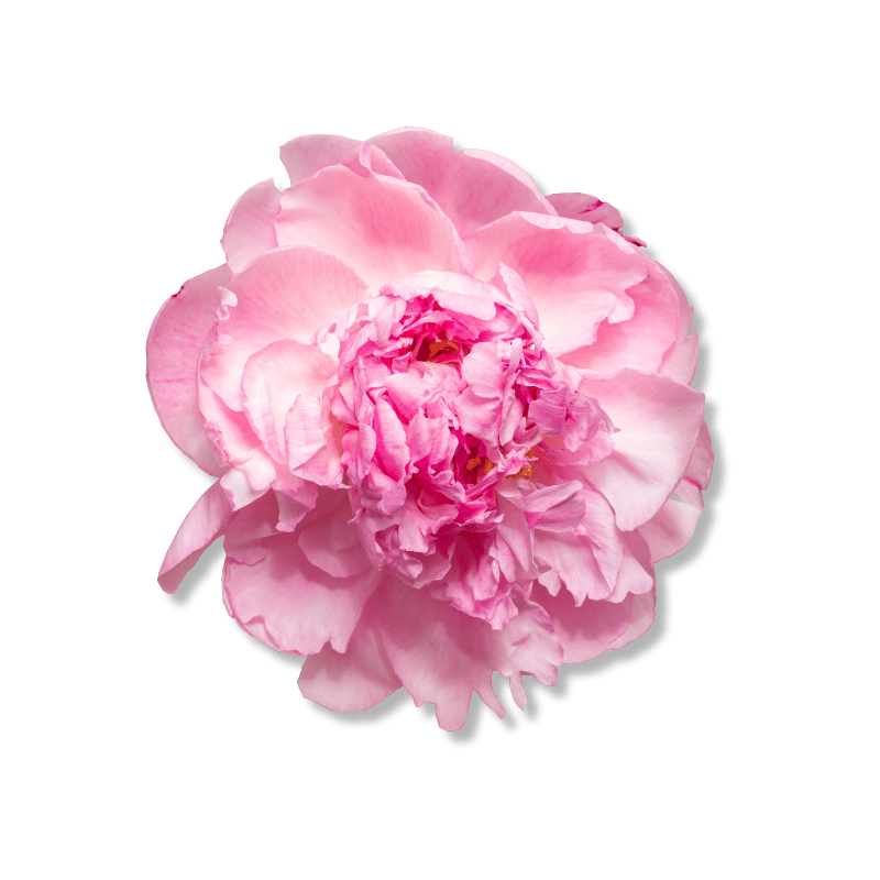Peony