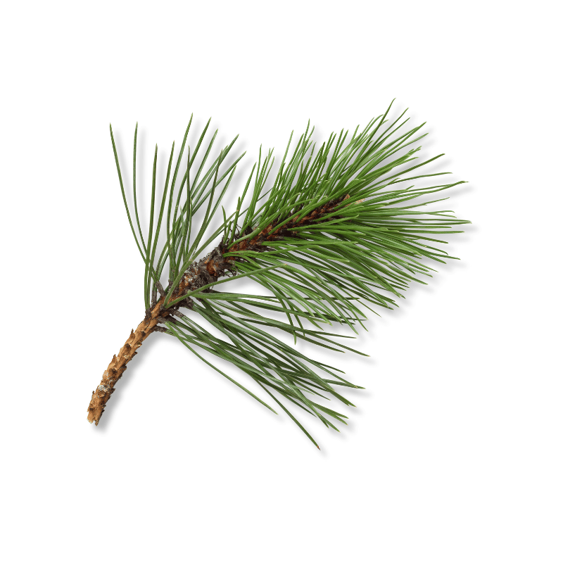 Pine