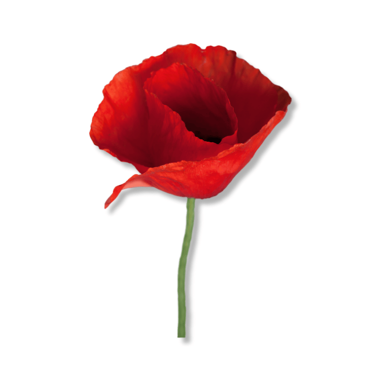 Poppy