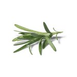 Rosemary