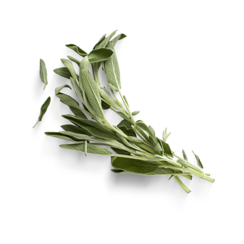 Sage