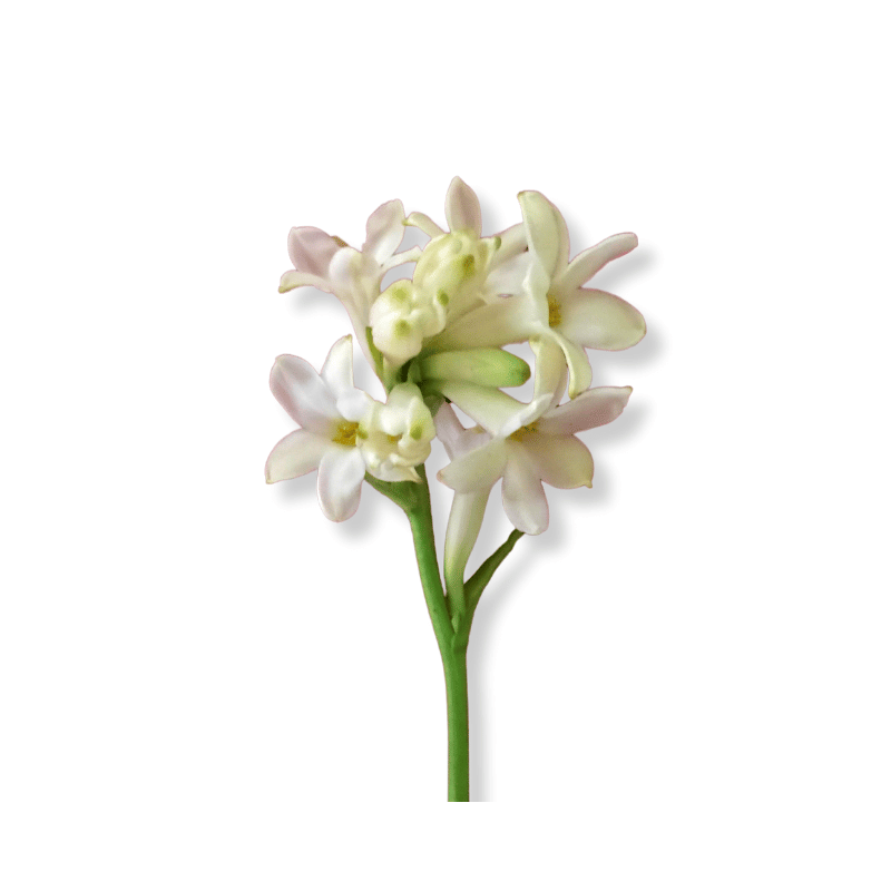 Tuberose