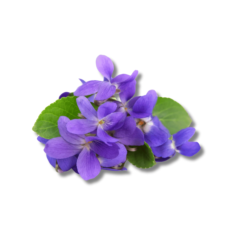 Violet