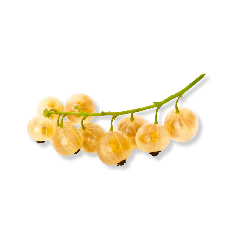 White Currant