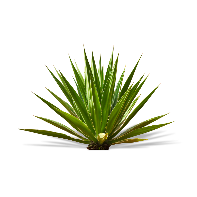 Agave