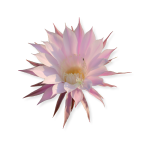 Cactus Flower