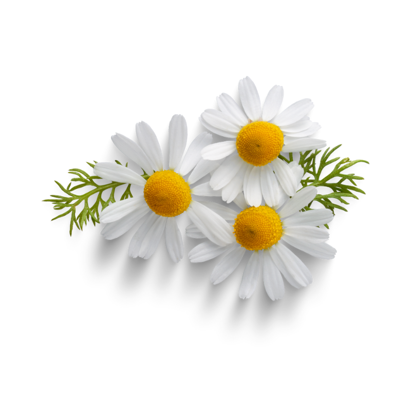 Chamomile