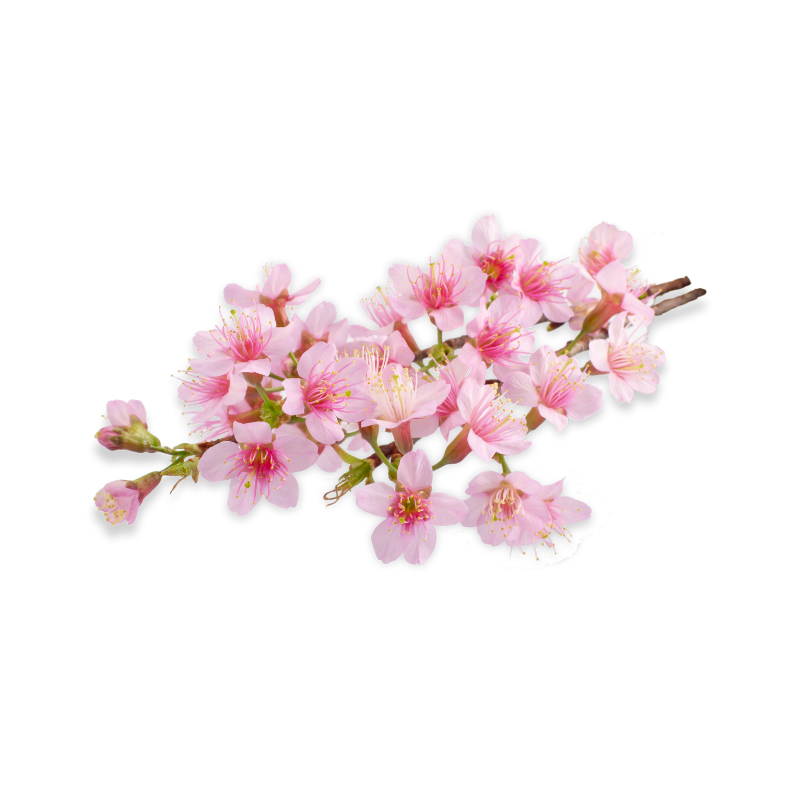 Cherry Blossom