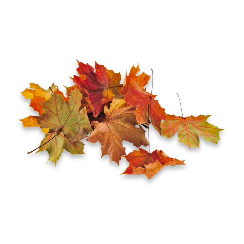 Crushed Leaves