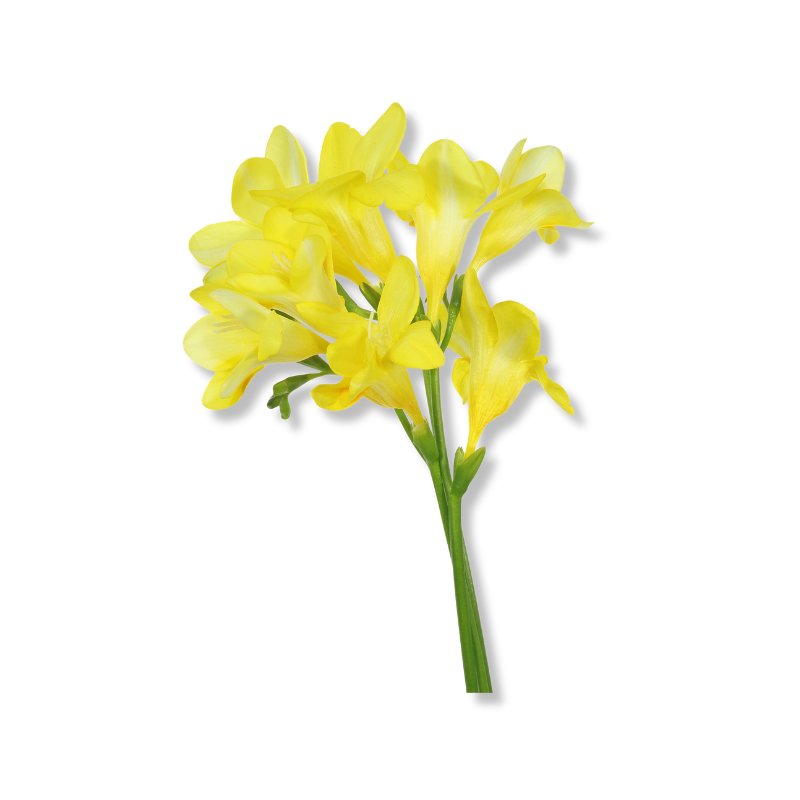Freesia