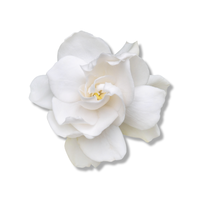 Gardenia
