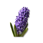 Hyacinth