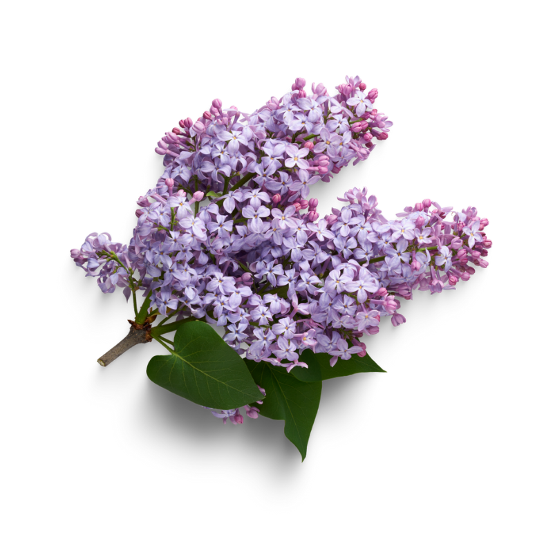 Lilac