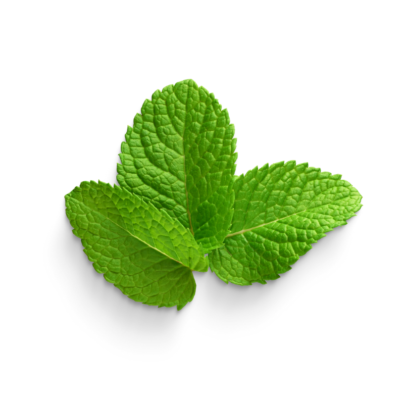 Mint
